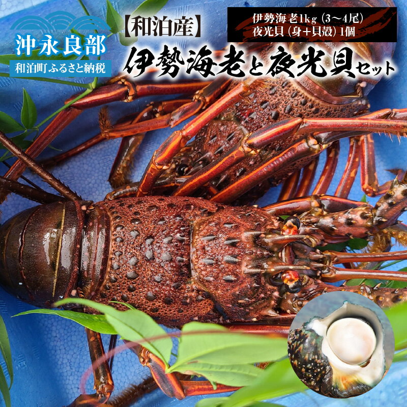 【ふるさと納税】伊勢海老 約1kg 3~4尾 夜光貝 1個 食べ比べ セット 天然 活き〆冷凍 漁師直送 素潜り...