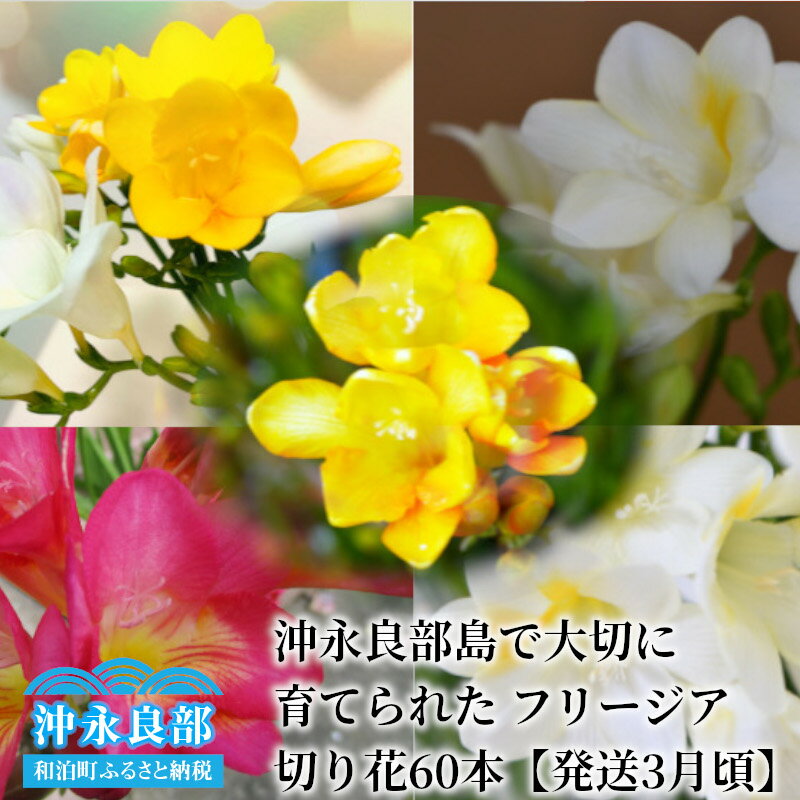 【ふるさと納税】フリージア 切り花 60本 沖永良部島 大切に育てられた 花 観賞用 生け花 インテリア おしゃれ かわいい フラワー アレンジ フラワーアレンジメント 生花 花束 旬 沖永良部 鹿児島県 和泊町 送料無料のサムネイル