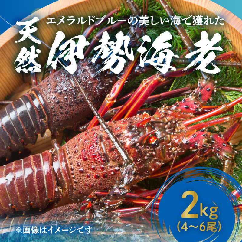 【ふるさと納税】伊勢海老 天然 沖永良部島産 4尾 ～ 6尾 2kg 活〆 冷凍 新鮮 プリプリ 濃厚 甘み 旨み 凝縮 美味しい お刺身 海鮮 魚介類 海産物 バーベキュー お取り寄せグルメ 鹿児島県 和泊町 送料無料