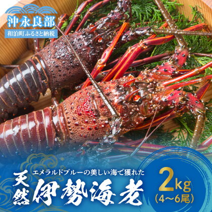 伊勢海老 天然 沖永良部島産 4尾 ～ 6尾 2kg 活〆 冷凍 新鮮 プリプリ 濃厚 甘み 旨み 凝縮 美味しい お刺身 海鮮 魚介類 海産物 バーベキュー お取り寄せグルメ 鹿児島県 和泊町 送料無料