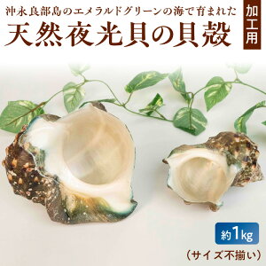 【ふるさと納税】天然 夜光貝 貝殻 加工用 約 1kg サイズ不揃い 素材 ジュエリー用 インテリア用 アクセサリー用 オリジナル小物 沖永良部島 幸運を運び 災いを転じる 魔除けの貝 真珠色 鹿児島県 和泊町 お取り寄せ 雑貨 置物 送料無料