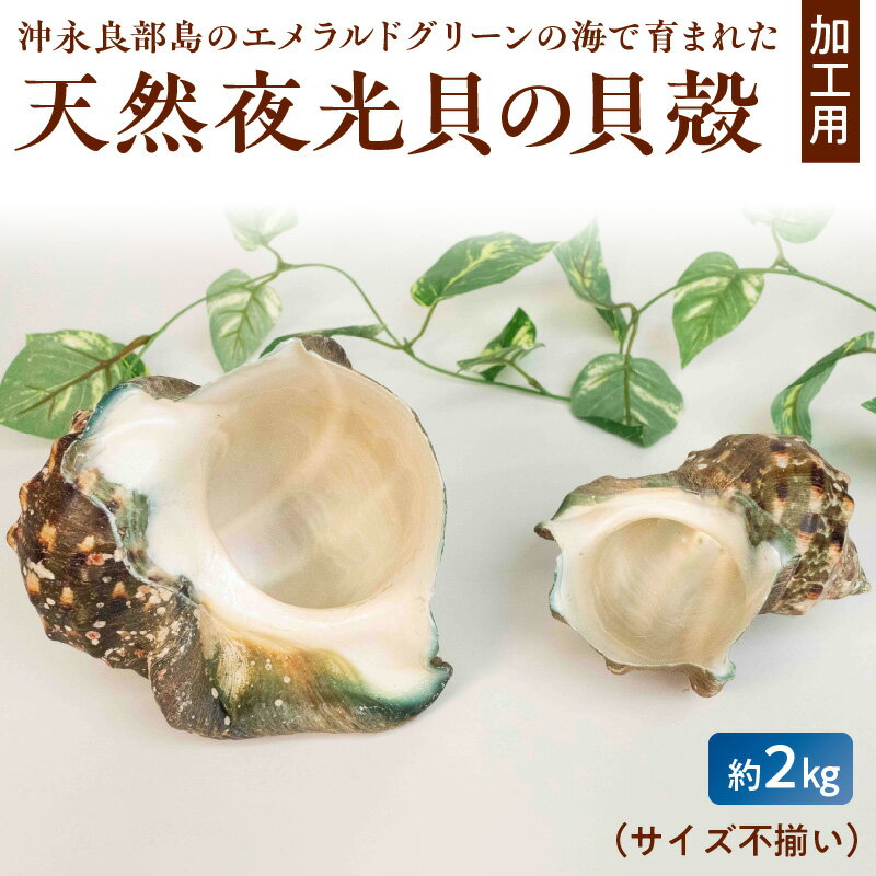 楽天市場】夜光貝 沖縄の通販 楽天市場】夜光貝 沖縄の通販