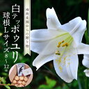 【ふるさと納税】ユリ えらぶ百合 国産 球根 Lサイズ 8球 ~ 12球 白 テッポウユリ 開花 6月頃 花言葉 純潔 威厳 沖永良部島 和泊町 シンボルフラワー お取り寄せ 花 フラワー ガーデニング 栽培 家庭菜園 送料無料