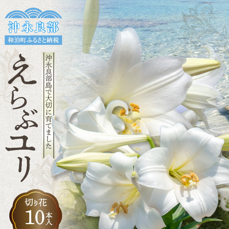 【ふるさと納税】沖永良部島で大切に育てられた えらぶユリ切り花のサムネイル