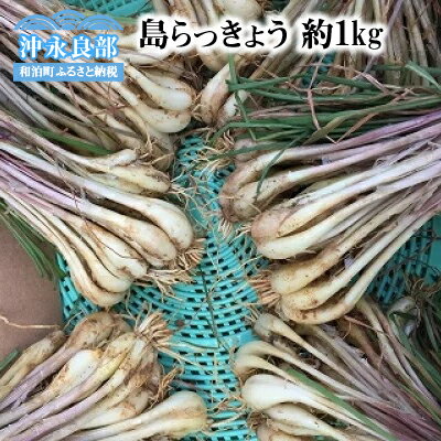 【ふるさと納税】先行受付 島らっきょう 約1kg 沖永良部島産 4月初旬 7月下旬 数量限定 新鮮 和泊 国産 人気 旬 沖永良部島 野菜 赤土 栽培期間中 無農薬 漬物 らっきょう ラッキョウ 送料無料