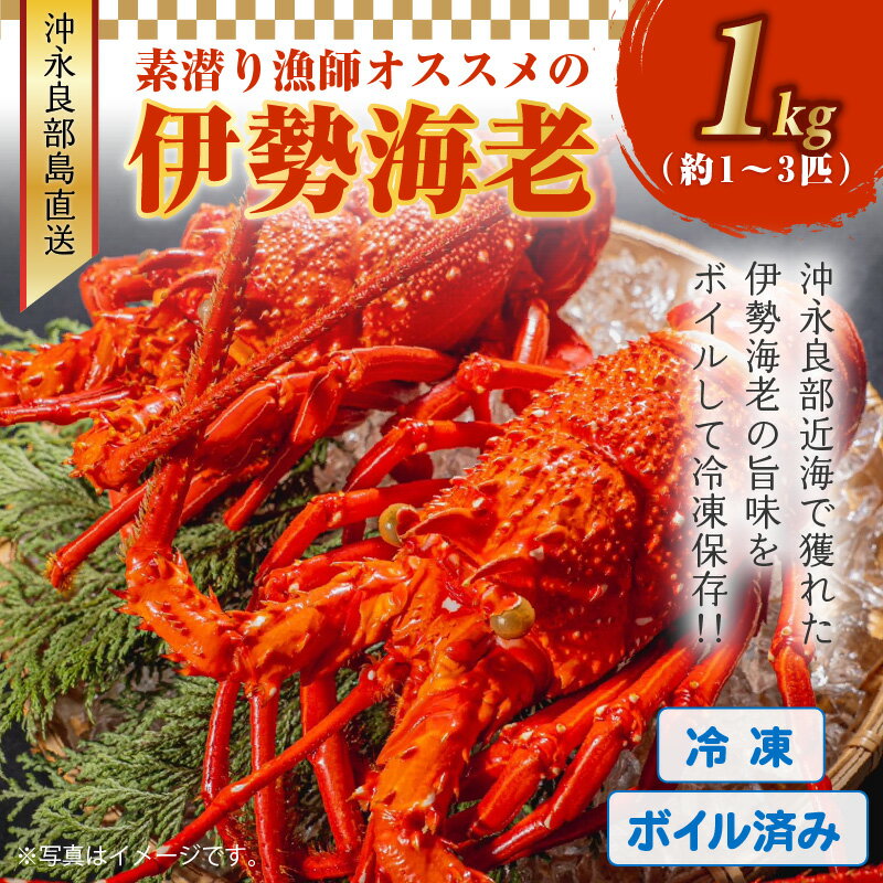 【ふるさと納税】ボイル済み 伊勢エビ 冷凍 1kg 1~3匹 沖永良部島産 海老 高級食材 説明文付き マヨネーズ焼き 焼き料理 グルメ お取り寄せ お取り寄せグルメ ギフト 贈り物 お祝い 送料無料