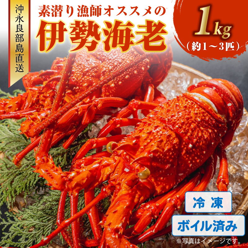 【ふるさと納税】ボイル済み 伊勢エビ 冷凍 1kg 1~3匹 沖永良部島産 海老 高級食材 説明文付き マヨネーズ焼き 焼き料理 グルメ お取り寄せ お取り寄せグルメ ギフト 贈り物 お祝い 送料無料