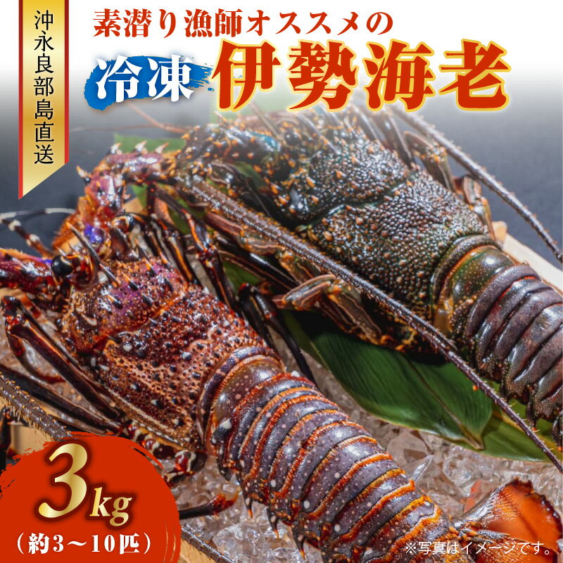 楽天鹿児島県和泊町【ふるさと納税】沖永良部島 直送 ！ 素潜り漁師オススメの冷凍伊勢海老 約3キロ（ 3～10匹 ）！ 冷凍 沖永良部島産 伊勢海老 海老 高級食材 説明文付き 生冷凍 濃厚 だし汁 お味噌汁 お鍋 焼きエビ グルメ お取り寄せ お取り寄せグルメ ギフト 贈り物 お祝い 送料無料