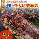 【ふるさと納税】特大 冷凍 伊勢海老 約 1.5～2キロ 1匹 沖永良部島直送 素潜り漁師 オススメ 素潜り漁 新鮮 鮮度保持 グルメ お取り寄せ 海産物 味噌汁 お鍋 シメ 旨味 出汁 唐揚げ 雑炊 特産品 沖永良部島 送料無料