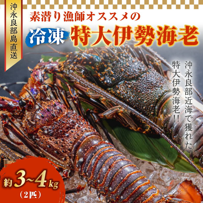 【ふるさと納税】特大 冷凍 伊勢海老 約 3～4キロ 2匹 沖永良部島直送 素潜り漁師 オススメ 素潜り漁 新鮮 鮮度保持 グルメ お取り寄せ 海産物 味噌汁 お鍋 シメ 旨味 出汁 唐揚げ 雑炊 特産品 沖永良部島 送料無料