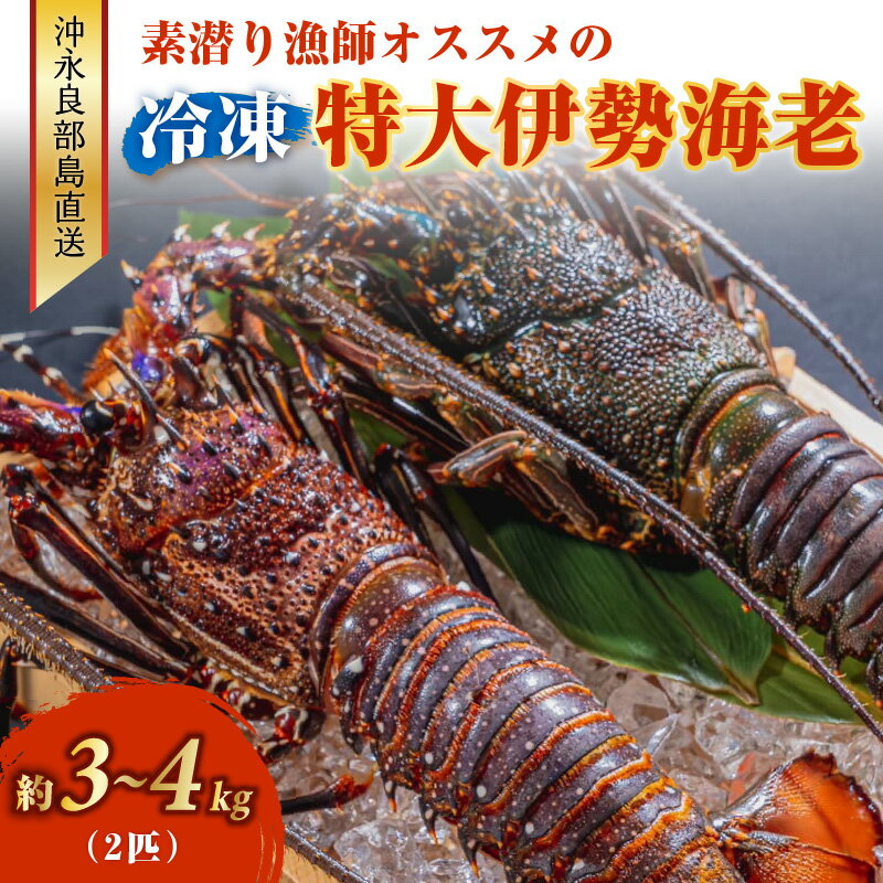 【ふるさと納税】特大 冷凍 伊勢海老 約 3～4キロ 2匹 沖永良部島直送 素潜り漁師 オススメ 素潜り漁 ...