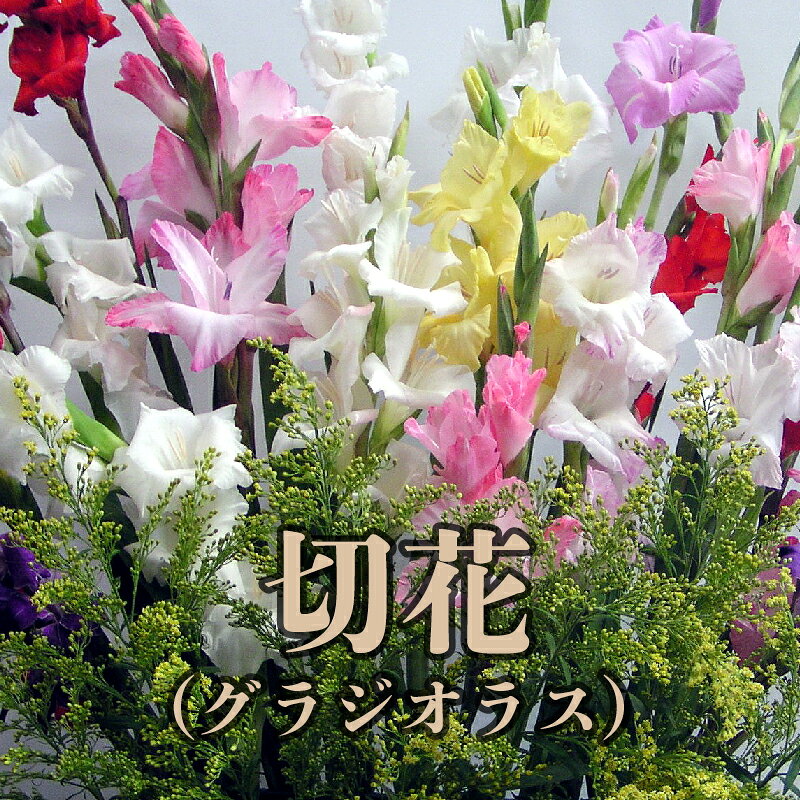 切花 グラジオラス