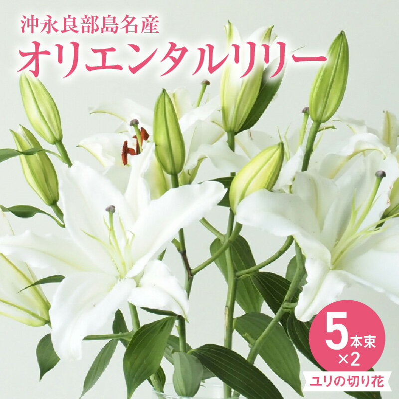 【ふるさと納税】ユリ 切り花 5本束×2 計 10本 沖永良部島 名産 ユリの切り花 オリエンタルリリー 蕾 産地直送 お届け 色鮮やか 香り高く 大輪の花 咲かせる 窪田農園 お取り寄せ 花 お花 栽培 趣味 送料無料