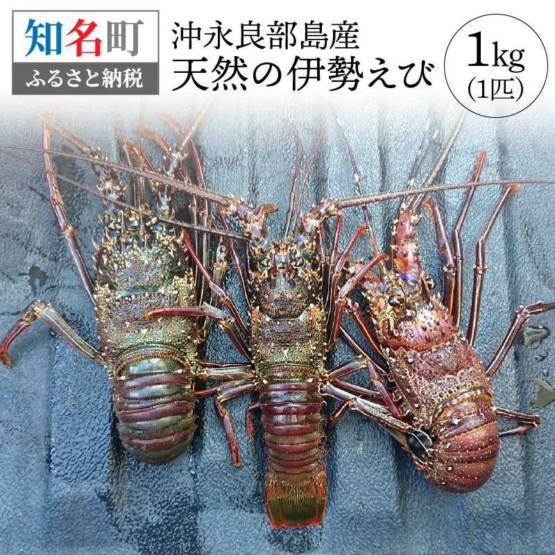 【ふるさと納税】沖永良部島産 天然の伊勢えび 1kg 1匹 伊勢海老 海老 季節限定 限定 素潜り 冷凍 急速冷凍 魚介 甲殻類 ぷりぷり 人気 お取り寄せ お取り寄せグルメ ボイル 焼き海老 みそ汁 おもてなし 豪華 お祝い 送料無料