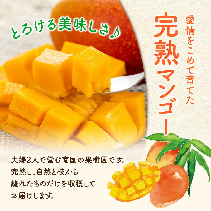 【ふるさと納税】【2025年先行予約】＜選べる＞ 完熟マンゴー 1kg or 2kg ファーム白川 果物 フルーツ マンゴー 完熟 食べごろ 期間 数量 限定 先行予約 南国 果実 ふるさと納税 鹿児島 知名町 沖永良部 おすすめ ランキング プレゼント ギフト