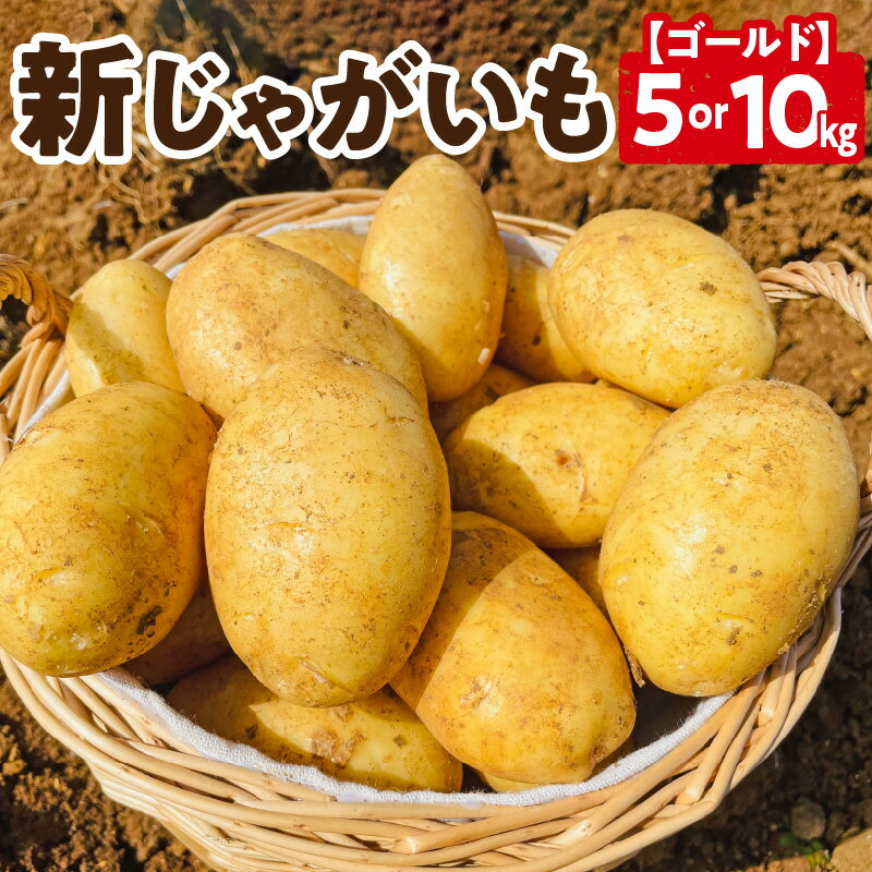 [2026年先行予約][選べる容量] 新じゃがいも ゴールド 5kg or 10kg 3月お届け じゃがいも 新じゃが 芋 ポテト 野菜 根菜 ミネラル 赤土 料理 調理 先行受付 美味しい 新鮮 穐田農園 知名町 おすすめ ランキング プレゼント