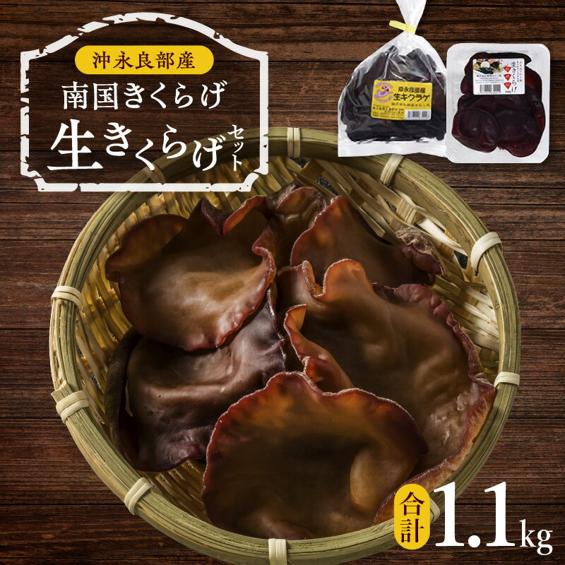 【ふるさと納税】 南国 きくらげ 生セット 計1.1kg 生きくらげ 木耳 きのこ 歯ごたえ 肉厚 ミネラル ぷりぷり 食感 料理 美味しい 国産 大容量 ボリ...