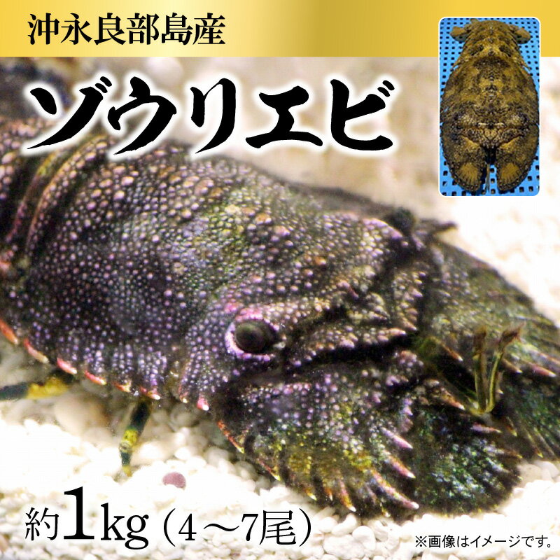 【ふるさと納税】沖永良部島産 ゾウリエビ 約1kg 4~7尾 えび 希少 旨味 甘味 甲殻類 魚介類 海の幸 刺身 塩ゆで 急速冷凍 漁師直送 産地直送 人気 おすすめ オススメ お取り寄せ グルメ 送料無料