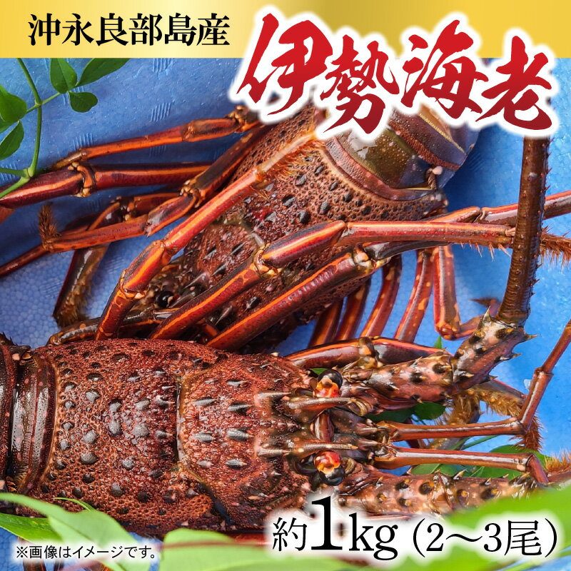 【ふるさと納税】沖永良部島産 伊勢海老 約1kg 2~3尾 1000g 海老 季節限定 限定 冷凍 急速冷凍 魚介 甲殻類 人気 お取り寄せ お取り寄せグルメ ボイル 焼き海老 みそ汁 おもてなし 豪華 お祝い 漁師直送 送料無料