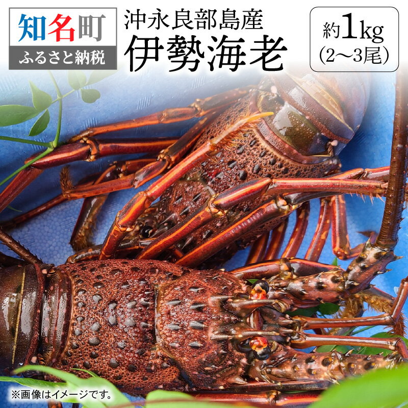 【ふるさと納税】沖永良部島産 伊勢海老 約1kg 2~3尾 1000g 海老 季節限定 限定 冷凍 急速冷凍 魚介 甲殻類 人気 お取り寄せ お取り寄せグルメ ボイル 焼き海老 みそ汁 おもてなし 豪華 お祝い 漁師直送 送料無料