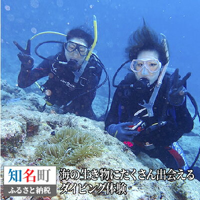 楽天鹿児島県知名町【ふるさと納税】体験ダイビング 海の生き物にたくさん出会える ダイビング 体験 沖永良部島 マリンスポーツ スキューバダイビング スクーバダイビング 海 アウトドア 水中 思い出 経験 旅行