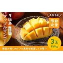 【ふるさと納税】【数量限定】鹿児島 与論島アップルマンゴー特A秀品約1kg 3玉化粧箱入り【先行予約】