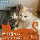 【ふるさと納税】沖縄保護猫カフェふれあい体験120分ペアチケット(ドリンク+おやつ体験付) | 宜野湾市 ねこ 応援 | 保護猫とつながるカフェ&ショップ No...