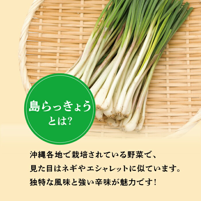 【ふるさと納税】島らっきょう塩漬け500g