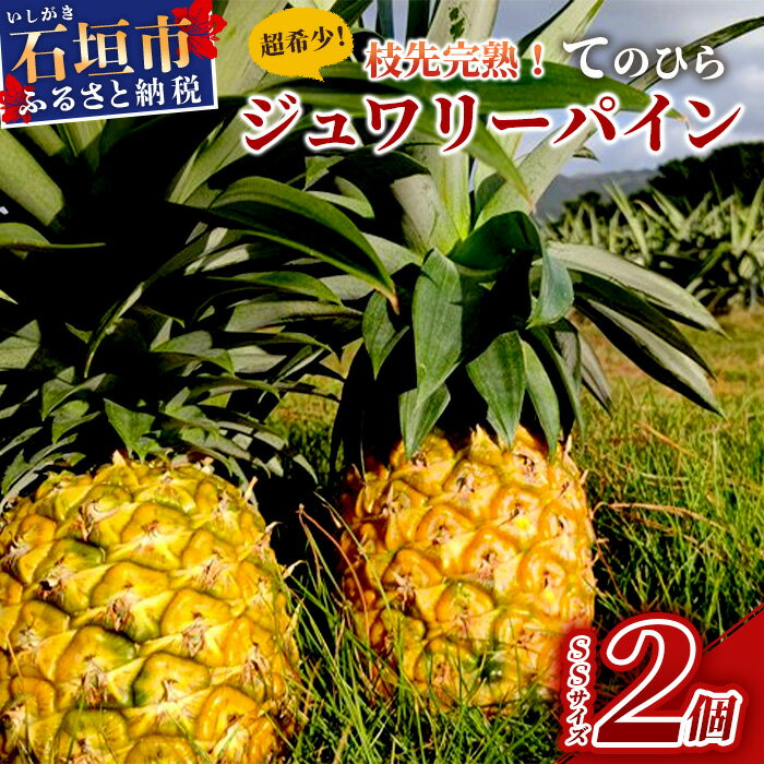 33位! 口コミ数「0件」評価「0」【先行受付】希少！濃厚！「枝元完熟・てのひらジュワリーパイン」2024年6月～8月順次発送 産地直送 新鮮 パイナップル パイン ジュワリー･･･ 