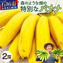 【ふるさと納税】希少!こだわりの水を使い「森ような畑」で栽培する、仲原さんのバナナ |沖縄県石垣市 沖縄 石垣 石垣島 石垣島産 農薬不使用 化学肥料不使用 離...