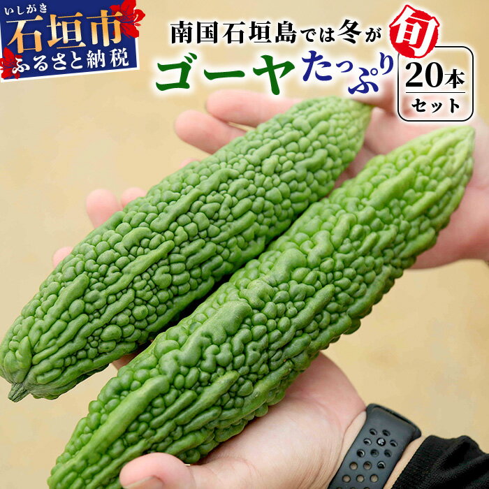 ★2024年12月～2025年3月に順次発送いたします★ ●南国石垣島では冬野菜！今が旬の美味しい「ゴーヤ」をお届け！ ・石垣島の海のミネラルと太陽の恵みを受けた美味しいゴーヤたっぷり20本セット。 ・一般的には夏野菜のゴーヤですが、日本の平均的な地域に比べ、南国・石垣島では、真冬の12月1月に、「日本一早い収穫」を迎えます。是非、ご堪能ください。 ●ゴーヤの栽培技術で最優秀賞受賞の若手農家、東内原 航太さんの、美味しいゴーヤです！ ・あらすぱれ農園、東内原航太さんは、沖縄県青年農業者会議にてプロジェクト発表を行い、独自のゴーヤ栽培技術で、見事最優秀賞に輝きました。 ・航太さんは代々続く農家の長男として、先祖代々の土地を守りながら新しい農法にチャレンジしています。 今回、最優秀賞を取得したのは、ゴーヤの栽培技術で、ゴーヤを荒らす害虫の天敵となる虫を利用することで、農薬を使わずに害虫の被害を抑えるという方法の進化系。 取り組み始めて2年で、実際に、ほぼ農薬使用せずに育てられたそうです。 ・化学肥料や農薬をなるべく使わず、堆肥等を使った土づくりを進める農家を認定する、沖縄県のエコファーマーにも認定されています。 ・石垣島の農業を守るため、若い就農者の集まりである石垣島ファーマーズクラブの会長も務めるなど、精力的に活動しています！ ●沖縄のいいもの石垣島 私たちは沖縄県の離島、石垣島の小さな農家の集まりです。「挑戦する農家が送る、特別な贈り物」をテーマに、みなさまに、「他では味わえない特別な農産物」をお届けします。 商品詳細 名称 朝採れ「ゴーヤ」たっぷり20本セット！ 内容量 朝採れ「ゴーヤ」20本 賞味期限 収穫後10日 消費期限 収穫後14日 返礼品提供事業者 沖縄のいいもの石垣島入金確認後、注文内容確認画面の【注文者情報】に記載の住所にお送りいたします。 発送の時期は、寄付確認後翌月以内を目途に、お礼の特産品とは別にお送りいたします。