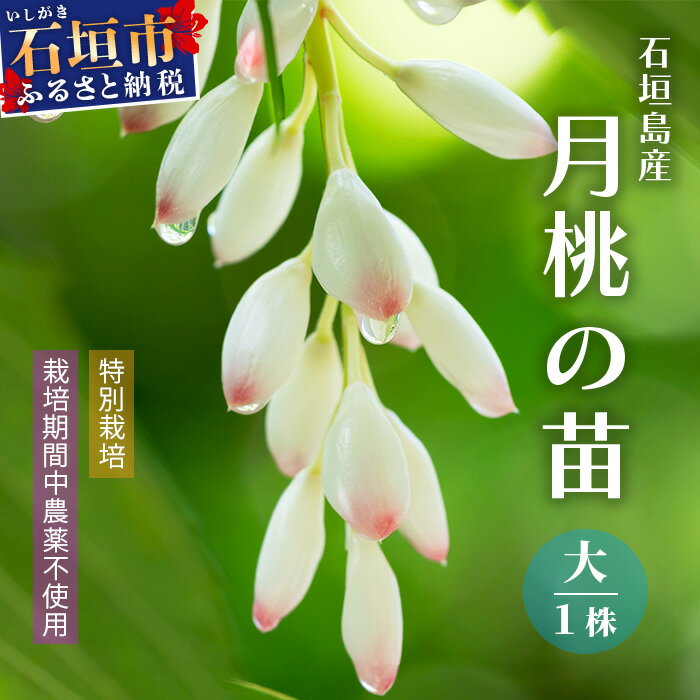 48位! 口コミ数「0件」評価「0」「月桃の苗」大1株（特別栽培、栽培期間中農薬不使用）沖縄県石垣市 月桃 農薬不使用 化学肥料不使用 苗 離島のいいもの 沖縄いいもの石垣島 ･･･ 