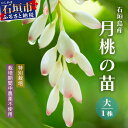 16位! 口コミ数「0件」評価「0」「月桃の苗」大1株（特別栽培、栽培期間中農薬不使用）沖縄県石垣市 月桃 農薬不使用 化学肥料不使用 苗 離島のいいもの 沖縄いいもの石垣島 ･･･ 