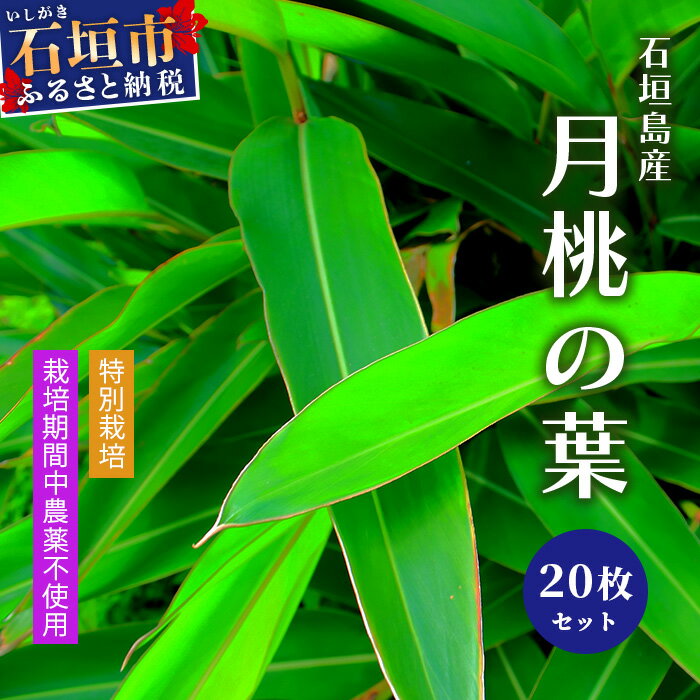 1位! 口コミ数「0件」評価「0」自然栽培の「月桃の葉20枚」セット（特別栽培、栽培期間中農薬不使用）沖縄県石垣市 沖縄 石垣 石垣島 石垣島産 月桃 農薬不使用 化学肥料不･･･ 