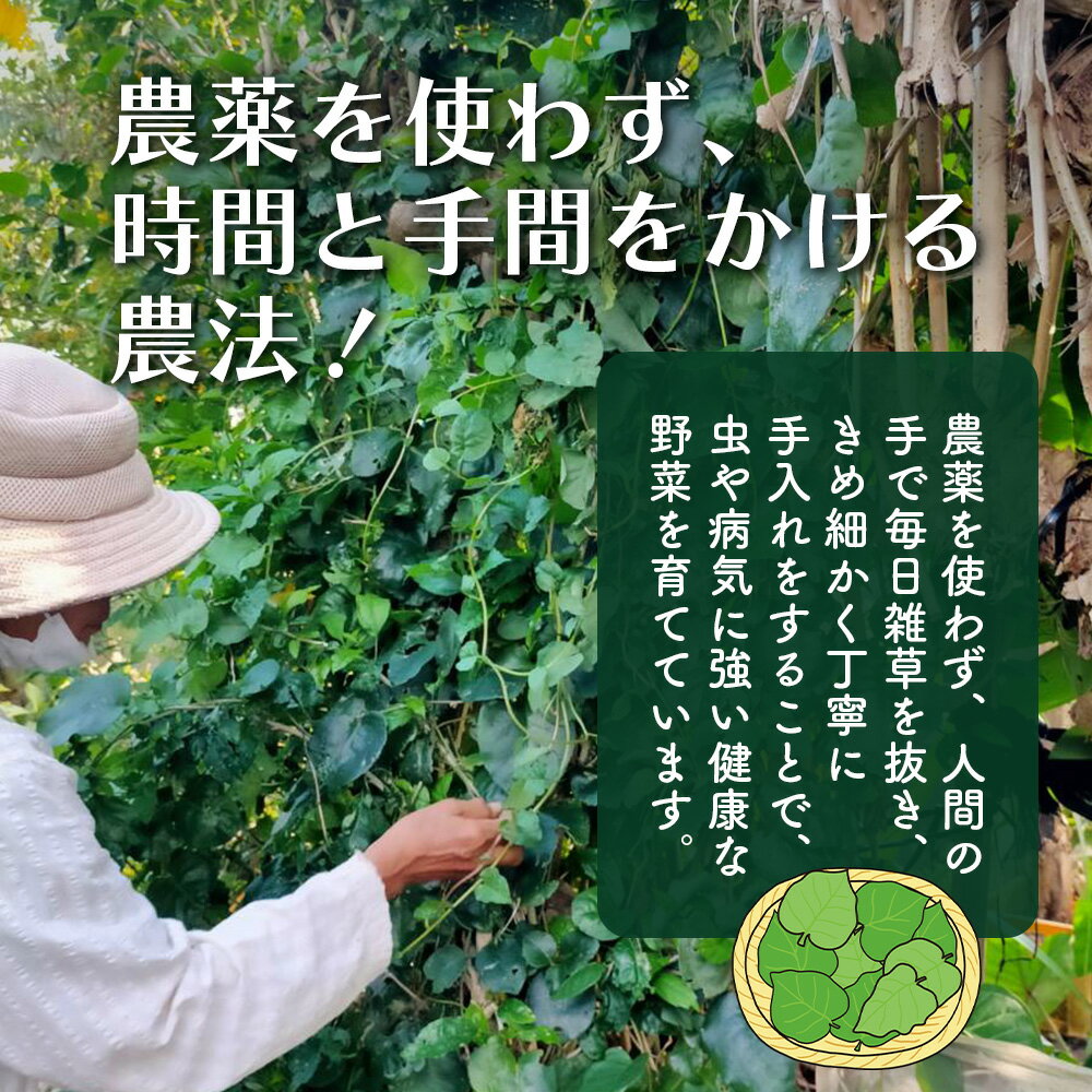 沖縄県石垣市の画像3