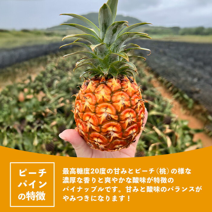 沖縄県石垣市の画像3