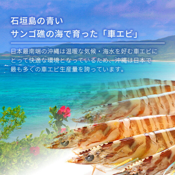 【ふるさと納税】車えび 500g 冷凍 25尾 ～ 33尾 Sサイズ 真空パック | ふるさと納税 車えび 車海老 クルマエビ 海老 エビ 海鮮 国産 ふるさと 沖縄県 沖縄 石垣 石垣島 石垣市 人気 送料無料 BE-5