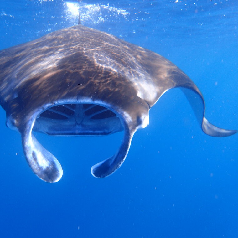 【ふるさと納税】石垣島 マンタやウミガメに会える 1日ファンダイビング利用券 寄付額 50,000円 1日2ダイブ Cカード取得者限定 | ふるさと納税 利用券 ダイビング ふるさと 旅行 観光 体験 チケット クーポン 沖縄県 沖縄 石垣 石垣島 石垣市 人気 送料無料 YD-1