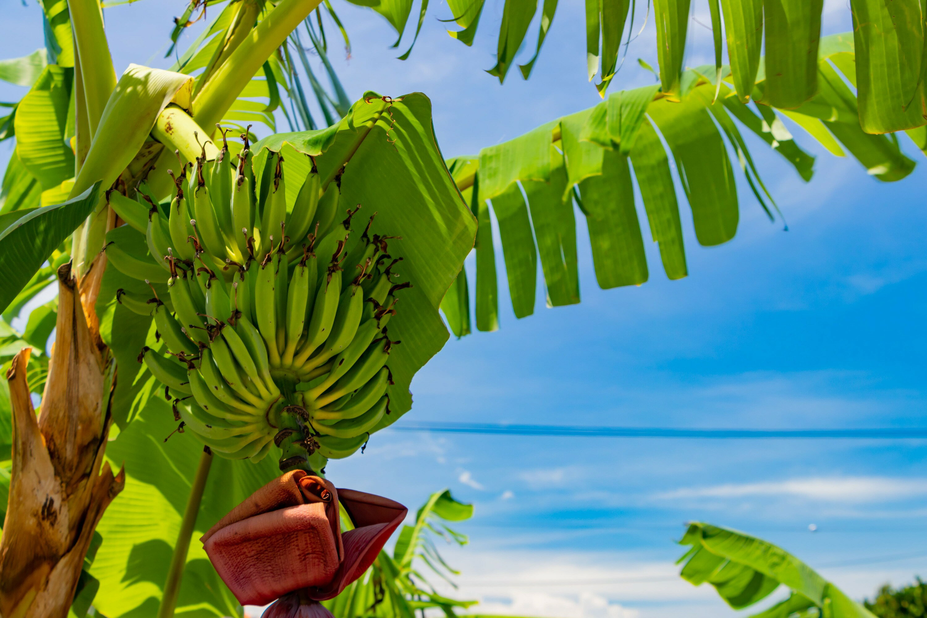 【ふるさと納税】【2026年6〜10月発送】(訳あり)大満足!石垣島産バナナ3房 | ふるさと納税 バナナ 訳あり フルーツ 果物 果実 南国フルーツ 沖縄県石...