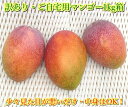 【ふるさと納税】<予約受付>石垣島産 【訳あり・ご自宅用マンゴー】約1kg エコ箱入り(2〜4個入り)2025年6月末〜7月下旬発送 | 沖縄県 石垣市 送料無...