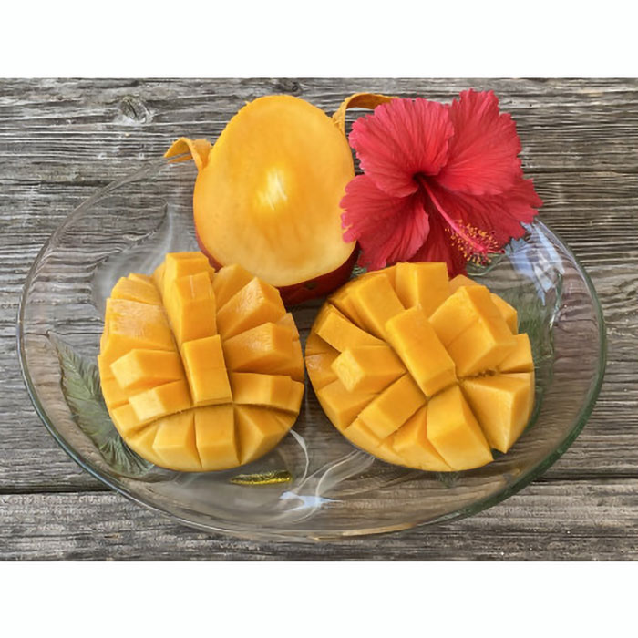 【ふるさと納税】 石垣 マンゴー 2~3玉 パイン 2~3玉 セット 計 4~6玉| ふるさと納税 パイナップル パイン マンゴー アーウィン種 果物 くだもの フルーツ 果実 国産 沖縄県 沖縄 石垣 石垣島 石垣市 ふるさと 人気 送料無料 IF-7のサムネイル