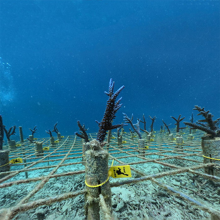 海のオアシスと呼ばれるさんご礁、海洋生物の4分の1が生息し、森林よりも多くの酸素を生み出しています。 しかしながら現在急速な温暖化で絶滅の危機に面しています。 保全だけではもう守り切れない、気候変動のスピードに追い付くためにも、人類が自然に「介入」する事が「持続可能な開発目標＝SDGs」に繋がります。 「あなたの寄付したさんごが地球を救う！」 寄付して頂いたさんごは、私たちが大切に育てます。 ※「10月～12月」の植え付け完了後、さんご苗植え付け証明書と写真を順次発送します。 商品詳細 名称 さんごの楽園プロジェクト（さんごの苗植え付け） 内容 石垣島沖に広がるさんご礁海域にて、一般社団法人結さんご石垣島がさんごの苗植え付けを行い育てます。 植え付け時期「10月～12月」 ※海水温が下がり台風の発生率が少ない時期です。 1）さんご苗を海底の育成棚に設置固定、写真撮影（海中作業） 2）さんご苗植え付け証明書を発行、写真撮影（郵送） 3）植え付けから約3か月後にさんごを観察、写真を添付報告（メール） 4）日々メンテナンスを行い育成 植え付け数 2本 返礼品提供事業者 一般社団法人結さんご石垣島入金確認後、注文内容確認画面の【注文者情報】に記載の住所にお送りいたします。 発送の時期は、寄付確認後翌月以内を目途に、お礼の特産品とは別にお送りいたします。