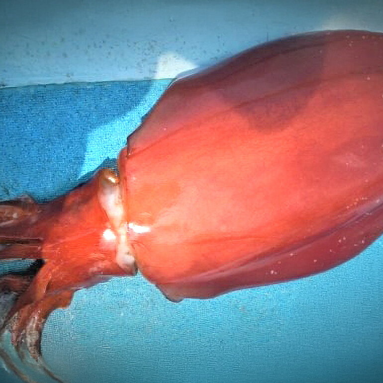 【ふるさと納税】【沖縄県産 巨大イカ】ソデイカ短冊
