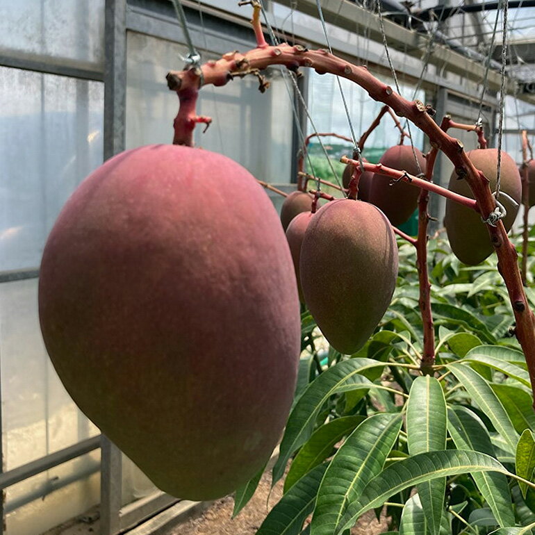 【ふるさと納税】【2024年発送】沖縄の太陽を浴びた芳醇なマンゴー 2kg(ご家庭用)