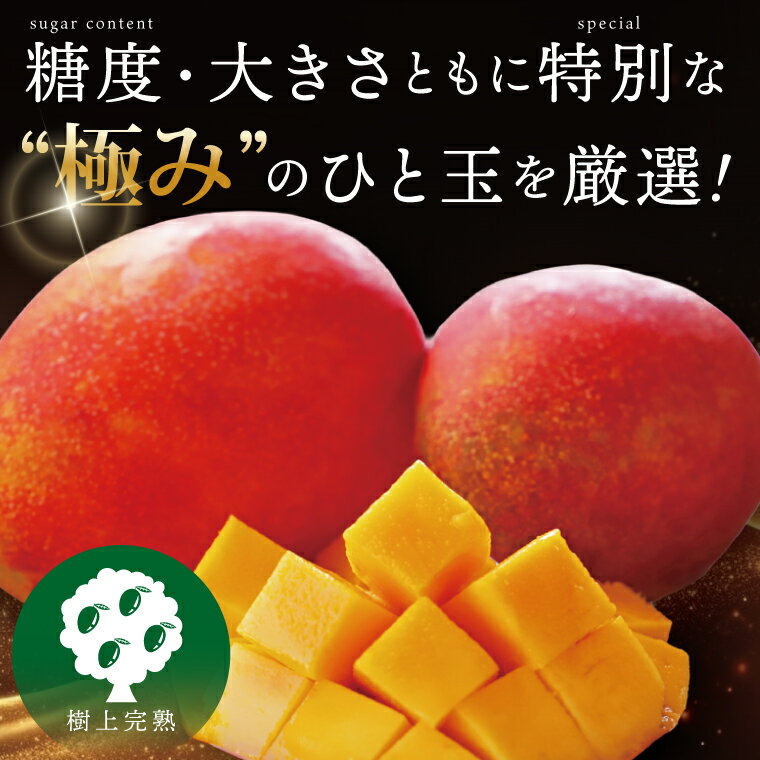 【ふるさと納税】【選べる内容量】 【2026年7月より順次発送】豊見城産マンゴー『殿内之宝(どぅんちのたから)・極』｜マンゴー フルーツ 果物 くだもの 先行予約 完熟マンゴー 沖縄フルーツ おきなわ 沖縄 沖縄県 豊見城市(DR001)