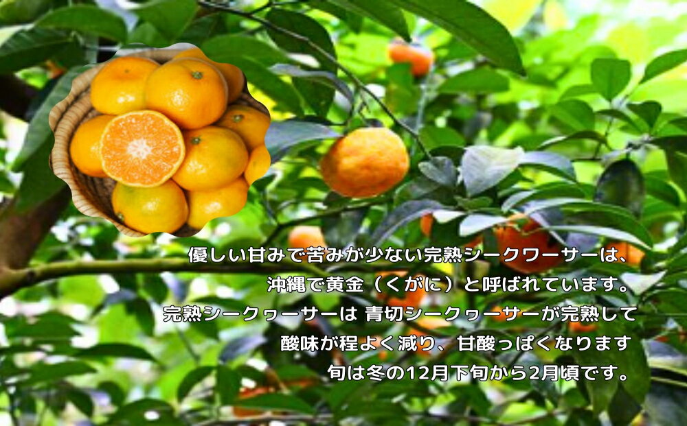 【ふるさと納税】琉球ビバレッジ　沖縄県産やんばる完熟シークヮーサー　ジュース　柑橘　すっきり