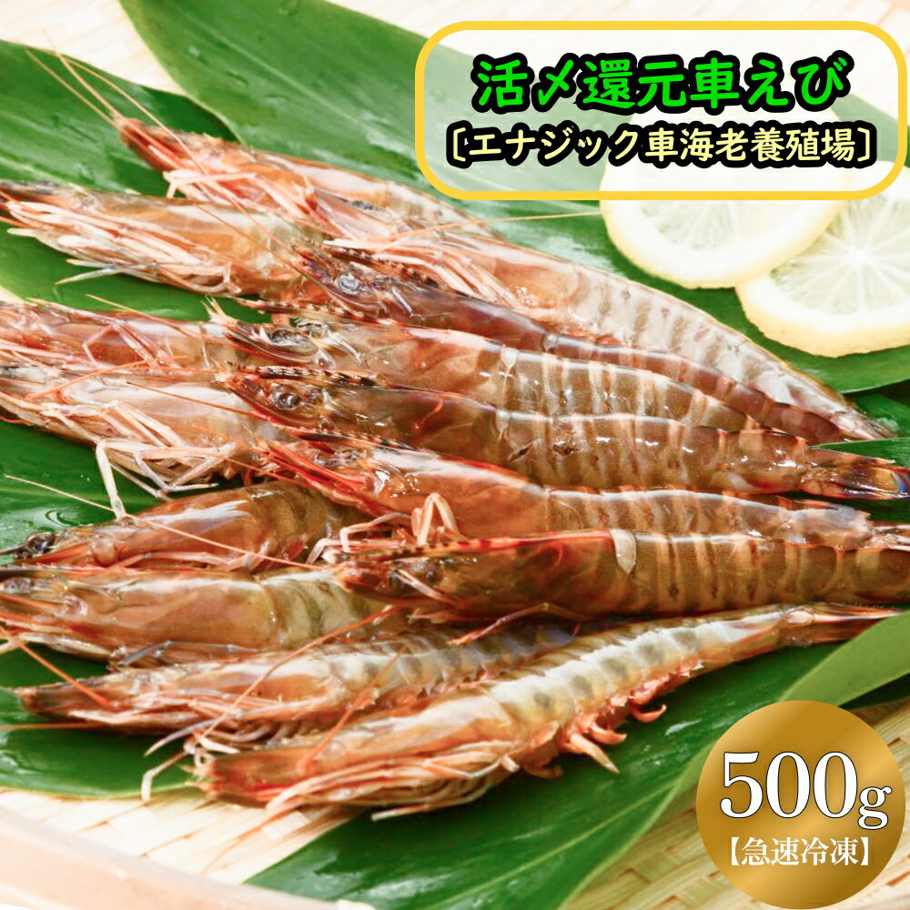 活〆還元車えび(急速冷凍・500g)[エナジック車海老養殖場]