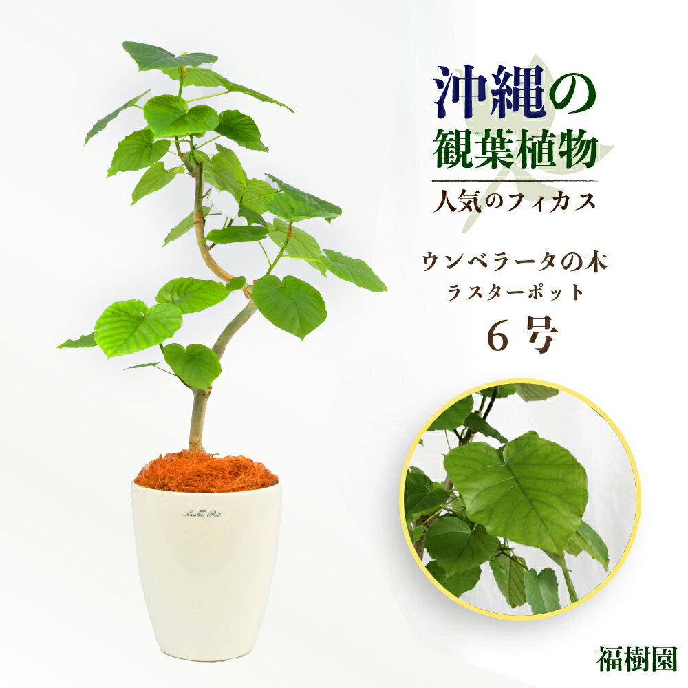 フィカス（ゴム） 【ふるさと納税】沖縄の観葉植物 人気のフィカス ウンベラータ6号　ラスターポット　観葉植物　ウンベラータ　6号　鉢付き　おしゃれ　インテリアグリーン　沖縄　ハウスプラント　福樹園　ラスター　ポット鉢　フランスゴム　ベンガレンシス　アルテシマ