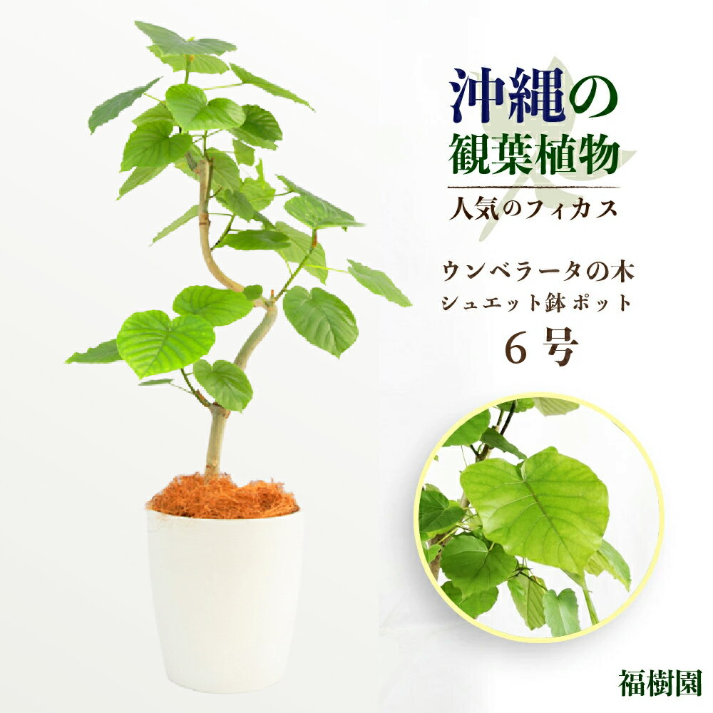【ふるさと納税】沖縄の観葉植物　人気のフィカス ウンベラータ6号 シュエット鉢ポット　ウンベラータ　6号　シュエット　ポット　鉢付き　おしゃれ　インテリアグリーン　緑のある暮らし　沖縄　うるま市　フランスゴム　ベンガレンシス　アルテシマのサムネイル