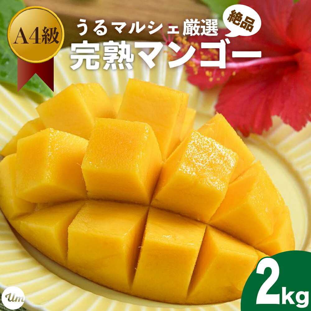 ڤդ뤵ǼǡA4󥯡ʡŤƥ塼ޥ륷£Ѵϥޥ󥴡 2kg2024ǯȯۡåץޥ󥴡 ϡ١Ť塼󡡤ޥ륷޻ԡ